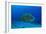 Large Napoleon Wrasse in Blue Water, Palau, Micronesia-Stocktrek Images-Framed Photographic Print