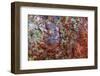 Large naturally polished rock with lichen, Lower Deschutes River, Central Oregon, USA-Stuart Westmorland-Framed Photographic Print