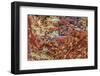 Large naturally polished rock with lichen, Lower Deschutes River, Central Oregon, USA-Stuart Westmorland-Framed Photographic Print