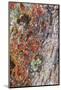 Large naturally polished rock with lichen, Lower Deschutes River, Central Oregon, USA-Stuart Westmorland-Mounted Photographic Print