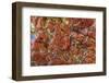 Large, naturally polished rock with lichen. Lower Deschutes River, Central Oregon, USA-Stuart Westmorland-Framed Photographic Print