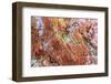 Large naturally polished rock with lichen, Lower Deschutes River, Central Oregon, USA-Stuart Westmorland-Framed Photographic Print