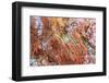 Large naturally polished rock with lichen, Lower Deschutes River, Central Oregon, USA-Stuart Westmorland-Framed Photographic Print