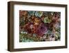 Large, naturally polished rock with lichen. Lower Deschutes River, Central Oregon, USA-Stuart Westmorland-Framed Photographic Print