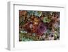 Large, naturally polished rock with lichen. Lower Deschutes River, Central Oregon, USA-Stuart Westmorland-Framed Photographic Print