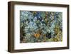 Large naturally polished rock with lichen, Lower Deschutes River, Central Oregon, USA-Stuart Westmorland-Framed Photographic Print