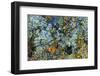 Large naturally polished rock with lichen, Lower Deschutes River, Central Oregon, USA-Stuart Westmorland-Framed Photographic Print