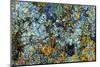 Large naturally polished rock with lichen, Lower Deschutes River, Central Oregon, USA-Stuart Westmorland-Mounted Photographic Print