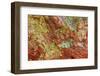 Large naturally polished rock with lichen, Lower Deschutes River, Central Oregon, USA-Stuart Westmorland-Framed Photographic Print