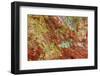 Large naturally polished rock with lichen, Lower Deschutes River, Central Oregon, USA-Stuart Westmorland-Framed Photographic Print