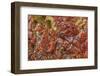 Large, naturally polished rock with lichen. Lower Deschutes River, Central Oregon, USA-Stuart Westmorland-Framed Photographic Print