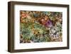 Large, naturally polished rock with lichen. Lower Deschutes River, Central Oregon, USA-Stuart Westmorland-Framed Photographic Print