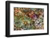 Large, naturally polished rock with lichen. Lower Deschutes River, Central Oregon, USA-Stuart Westmorland-Framed Photographic Print