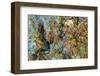 Large naturally polished rock with lichen, Lower Deschutes River, Central Oregon, USA-Stuart Westmorland-Framed Photographic Print