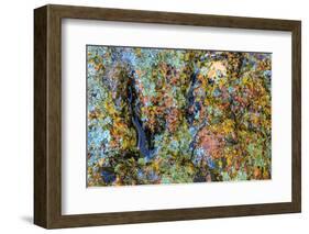 Large naturally polished rock with lichen, Lower Deschutes River, Central Oregon, USA-Stuart Westmorland-Framed Photographic Print