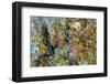 Large naturally polished rock with lichen, Lower Deschutes River, Central Oregon, USA-Stuart Westmorland-Framed Photographic Print