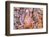 Large, naturally polished rock with lichen. Lower Deschutes River, Central Oregon, USA-Stuart Westmorland-Framed Photographic Print