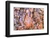 Large, naturally polished rock with lichen. Lower Deschutes River, Central Oregon, USA-Stuart Westmorland-Framed Photographic Print