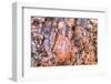 Large, naturally polished rock with lichen. Lower Deschutes River, Central Oregon, USA-Stuart Westmorland-Framed Photographic Print