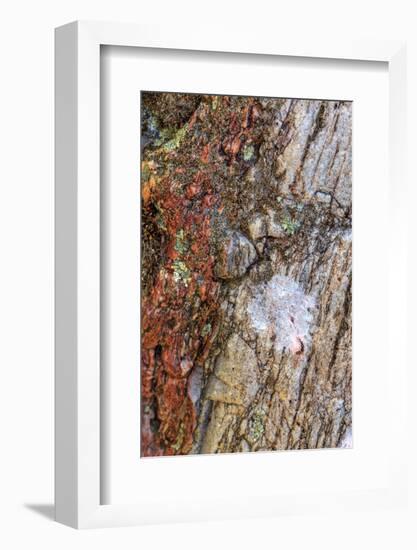 Large naturally polished rock with lichen, Lower Deschutes River, Central Oregon, USA-Stuart Westmorland-Framed Photographic Print