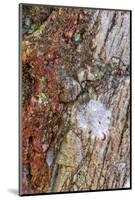 Large naturally polished rock with lichen, Lower Deschutes River, Central Oregon, USA-Stuart Westmorland-Mounted Photographic Print