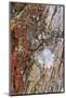 Large naturally polished rock with lichen, Lower Deschutes River, Central Oregon, USA-Stuart Westmorland-Mounted Photographic Print