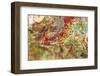 Large naturally polished rock with lichen, Lower Deschutes River, Central Oregon, USA-Stuart Westmorland-Framed Photographic Print