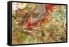 Large naturally polished rock with lichen, Lower Deschutes River, Central Oregon, USA-Stuart Westmorland-Framed Stretched Canvas