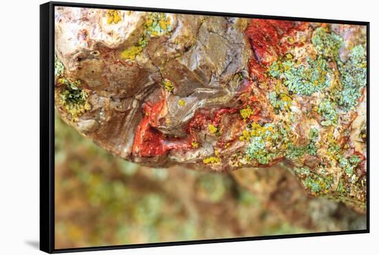 Large naturally polished rock with lichen, Lower Deschutes River, Central Oregon, USA-Stuart Westmorland-Framed Stretched Canvas