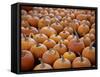 Large Number of Pumpkins for Sale on a Farm in St. Joseph, Missouri, USA, North America-Simon Montgomery-Framed Stretched Canvas