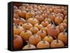 Large Number of Pumpkins for Sale on a Farm in St. Joseph, Missouri, USA, North America-Simon Montgomery-Framed Stretched Canvas