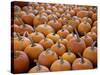 Large Number of Pumpkins for Sale on a Farm in St. Joseph, Missouri, USA, North America-Simon Montgomery-Stretched Canvas