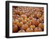 Large Number of Pumpkins for Sale on a Farm in St. Joseph, Missouri, USA, North America-Simon Montgomery-Framed Premium Photographic Print