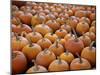 Large Number of Pumpkins for Sale on a Farm in St. Joseph, Missouri, USA, North America-Simon Montgomery-Mounted Premium Photographic Print