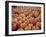 Large Number of Pumpkins for Sale on a Farm in St. Joseph, Missouri, USA, North America-Simon Montgomery-Framed Photographic Print