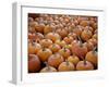 Large Number of Pumpkins for Sale on a Farm in St. Joseph, Missouri, USA, North America-Simon Montgomery-Framed Photographic Print