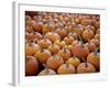 Large Number of Pumpkins for Sale on a Farm in St. Joseph, Missouri, USA, North America-Simon Montgomery-Framed Photographic Print