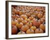 Large Number of Pumpkins for Sale on a Farm in St. Joseph, Missouri, USA, North America-Simon Montgomery-Framed Photographic Print