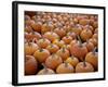 Large Number of Pumpkins for Sale on a Farm in St. Joseph, Missouri, USA, North America-Simon Montgomery-Framed Photographic Print