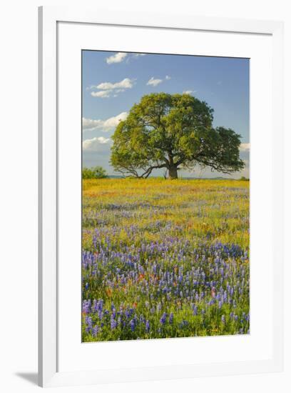 Large oak tree in expansive meadow of bluebonnets and paintbrush, Texas hill country, near Llano, T-Adam Jones-Framed Photographic Print