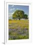 Large oak tree in expansive meadow of bluebonnets and paintbrush, Texas hill country, near Llano, T-Adam Jones-Framed Photographic Print