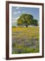 Large oak tree in expansive meadow of bluebonnets and paintbrush, Texas hill country, near Llano, T-Adam Jones-Framed Photographic Print