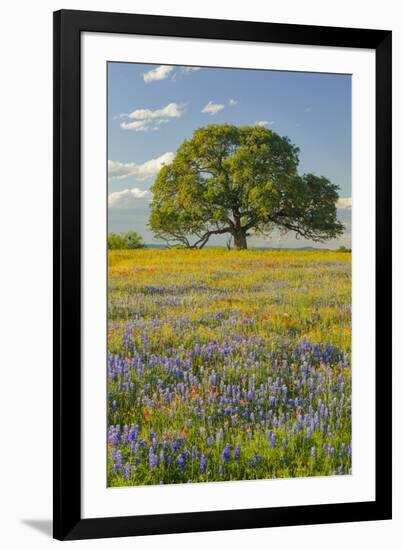 Large oak tree in expansive meadow of bluebonnets and paintbrush, Texas hill country, near Llano, T-Adam Jones-Framed Photographic Print