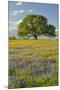 Large oak tree in expansive meadow of bluebonnets and paintbrush, Texas hill country, near Llano, T-Adam Jones-Mounted Photographic Print