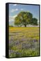 Large oak tree in expansive meadow of bluebonnets and paintbrush, Texas hill country, near Llano, T-Adam Jones-Framed Stretched Canvas