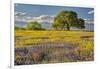 Large oak tree in expansive meadow of bluebonnets and paintbrush, Texas hill country, near Llano, T-Adam Jones-Framed Photographic Print