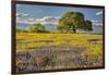 Large oak tree in expansive meadow of bluebonnets and paintbrush, Texas hill country, near Llano, T-Adam Jones-Framed Photographic Print