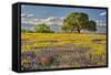 Large oak tree in expansive meadow of bluebonnets and paintbrush, Texas hill country, near Llano, T-Adam Jones-Framed Stretched Canvas