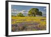 Large oak tree in expansive meadow of bluebonnets and paintbrush, Texas hill country, near Llano, T-Adam Jones-Framed Photographic Print