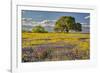 Large oak tree in expansive meadow of bluebonnets and paintbrush, Texas hill country, near Llano, T-Adam Jones-Framed Photographic Print